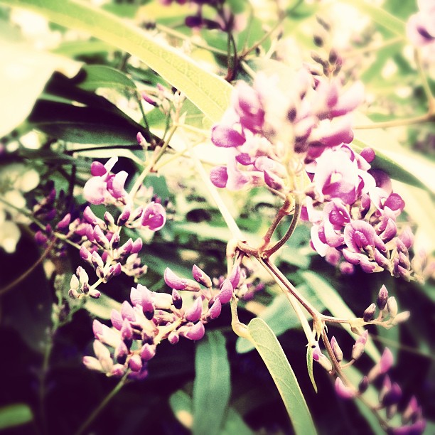 flowers - from Instagram