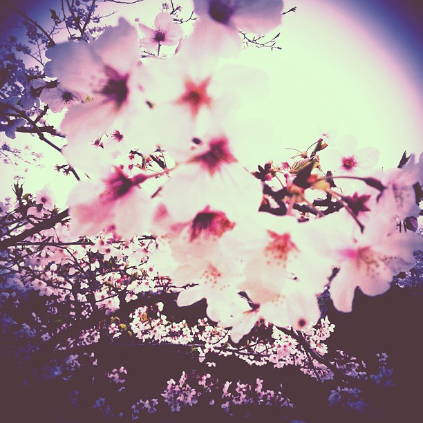 雨桜 - from Instagram